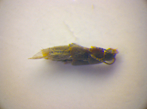  ( - BC ZSM COL 03316)  @11 [ ] CreativeCommons - Attribution Non-Commercial Share-Alike (2010) SNSB, Zoologische Staatssammlung Muenchen SNSB, Zoologische Staatssammlung Muenchen