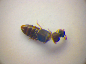  ( - BC ZSM COL 03320)  @12 [ ] CreativeCommons - Attribution Non-Commercial Share-Alike (2010) SNSB, Zoologische Staatssammlung Muenchen SNSB, Zoologische Staatssammlung Muenchen