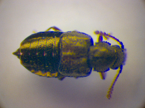  ( - BC ZSM COL 03321)  @12 [ ] CreativeCommons - Attribution Non-Commercial Share-Alike (2010) SNSB, Zoologische Staatssammlung Muenchen SNSB, Zoologische Staatssammlung Muenchen