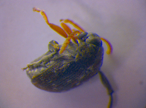  ( - BFB_Col_FK_4003)  @12 [ ] CreativeCommons - Attribution Non-Commercial Share-Alike (2012) SNSB, Zoologische Staatssammlung Muenchen SNSB, Zoologische Staatssammlung Muenchen