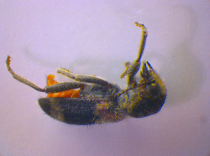  ( - BFB_Col_FK_4013)  @12 [ ] CreativeCommons - Attribution Non-Commercial Share-Alike (2012) SNSB, Zoologische Staatssammlung Muenchen SNSB, Zoologische Staatssammlung Muenchen