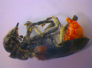  ( - BFB_Col_FK_4014)  @11 [ ] CreativeCommons - Attribution Non-Commercial Share-Alike (2012) SNSB, Zoologische Staatssammlung Muenchen SNSB, Zoologische Staatssammlung Muenchen