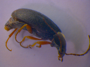  ( - BFB_Col_FK_4047)  @12 [ ] CreativeCommons - Attribution Non-Commercial Share-Alike (2012) SNSB, Zoologische Staatssammlung Muenchen SNSB, Zoologische Staatssammlung Muenchen