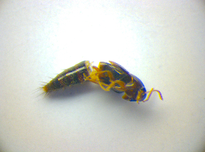  ( - BFB_Col_FK_3444)  @12 [ ] CreativeCommons - Attribution Non-Commercial Share-Alike (2012) SNSB, Zoologische Staatssammlung Muenchen SNSB, Zoologische Staatssammlung Muenchen
