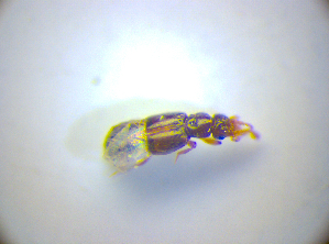  ( - BFB_Col_FK_3450)  @12 [ ] CreativeCommons - Attribution Non-Commercial Share-Alike (2012) SNSB, Zoologische Staatssammlung Muenchen SNSB, Zoologische Staatssammlung Muenchen