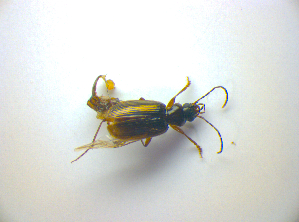  ( - BFB_Col_FK_3482)  @11 [ ] CreativeCommons - Attribution Non-Commercial Share-Alike (2012) SNSB, Zoologische Staatssammlung Muenchen SNSB, Zoologische Staatssammlung Muenchen