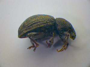  ( - BC ZSM COL 03222)  @11 [ ] CreativeCommons - Attribution Non-Commercial Share-Alike (2012) SNSB, Zoologische Staatssammlung Muenchen SNSB, Zoologische Staatssammlung Muenchen