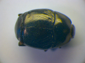  ( - BFB_Col_FK_3326)  @12 [ ] CreativeCommons - Attribution Non-Commercial Share-Alike (2012) SNSB, Zoologische Staatssammlung Muenchen SNSB, Zoologische Staatssammlung Muenchen