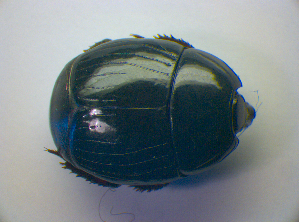  ( - BFB_Col_FK_3332)  @11 [ ] CreativeCommons - Attribution Non-Commercial Share-Alike (2012) SNSB, Zoologische Staatssammlung Muenchen SNSB, Zoologische Staatssammlung Muenchen
