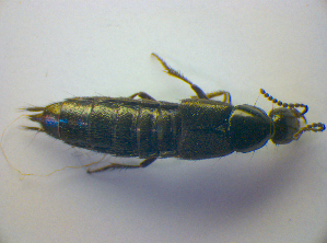  ( - BFB_Col_FK_3335)  @11 [ ] CreativeCommons - Attribution Non-Commercial Share-Alike (2012) SNSB, Zoologische Staatssammlung Muenchen SNSB, Zoologische Staatssammlung Muenchen
