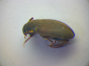  ( - BFB_Col_FK_3347)  @11 [ ] CreativeCommons - Attribution Non-Commercial Share-Alike (2012) SNSB, Zoologische Staatssammlung Muenchen SNSB, Zoologische Staatssammlung Muenchen