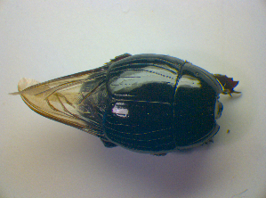  ( - BFB_Col_FK_3414)  @11 [ ] CreativeCommons - Attribution Non-Commercial Share-Alike (2012) SNSB, Zoologische Staatssammlung Muenchen SNSB, Zoologische Staatssammlung Muenchen
