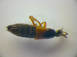  ( - BFB_Col_FK_3420)  @11 [ ] CreativeCommons - Attribution Non-Commercial Share-Alike (2012) SNSB, Zoologische Staatssammlung Muenchen SNSB, Zoologische Staatssammlung Muenchen