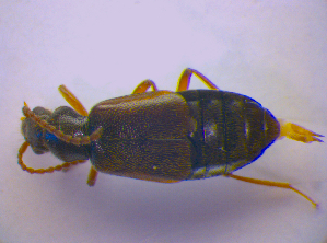  ( - BFB_Col_FK_3604)  @12 [ ] CreativeCommons - Attribution Non-Commercial Share-Alike (2010) SNSB, Zoologische Staatssammlung Muenchen SNSB, Zoologische Staatssammlung Muenchen