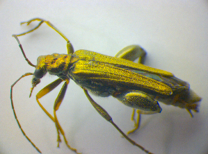  (Oedemera flavipes - BFB_Col_FK_3641)  @13 [ ] CreativeCommons - Attribution Non-Commercial Share-Alike (2012) SNSB, Zoologische Staatssammlung Muenchen SNSB, Zoologische Staatssammlung Muenchen