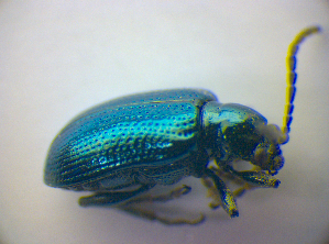  ( - BFB_Col_FK_3671)  @13 [ ] CreativeCommons - Attribution Non-Commercial Share-Alike (2012) SNSB, Zoologische Staatssammlung Muenchen SNSB, Zoologische Staatssammlung Muenchen