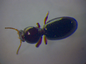  ( - BFB_Col_FK_4386)  @12 [ ] CreativeCommons - Attribution Non-Commercial Share-Alike (2012) SNSB, Zoologische Staatssammlung Muenchen SNSB, Zoologische Staatssammlung Muenchen