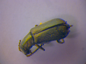 ( - BFB_Col_FK_4452)  @12 [ ] CreativeCommons - Attribution Non-Commercial Share-Alike (2012) SNSB, Zoologische Staatssammlung Muenchen SNSB, Zoologische Staatssammlung Muenchen