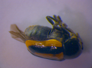  ( - BFB_Col_FK_4670)  @12 [ ] CreativeCommons - Attribution Non-Commercial Share-Alike (2012) SNSB, Zoologische Staatssammlung Muenchen SNSB, Zoologische Staatssammlung Muenchen
