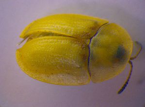  ( - BFB_Col_FK_4672)  @13 [ ] CreativeCommons - Attribution Non-Commercial Share-Alike (2012) SNSB, Zoologische Staatssammlung Muenchen SNSB, Zoologische Staatssammlung Muenchen