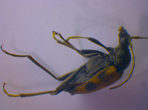  ( - BFB_Col_FK_4673)  @12 [ ] CreativeCommons - Attribution Non-Commercial Share-Alike (2012) SNSB, Zoologische Staatssammlung Muenchen SNSB, Zoologische Staatssammlung Muenchen