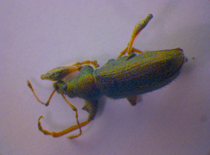  ( - BFB_Col_FK_4681)  @12 [ ] CreativeCommons - Attribution Non-Commercial Share-Alike (2012) SNSB, Zoologische Staatssammlung Muenchen SNSB, Zoologische Staatssammlung Muenchen