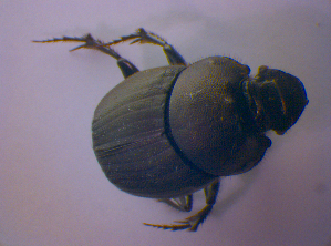  ( - BFB_Col_FK_4685)  @12 [ ] CreativeCommons - Attribution Non-Commercial Share-Alike (2012) SNSB, Zoologische Staatssammlung Muenchen SNSB, Zoologische Staatssammlung Muenchen