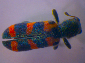  ( - BFB_Col_FK_4697)  @12 [ ] CreativeCommons - Attribution Non-Commercial Share-Alike (2012) SNSB, Zoologische Staatssammlung Muenchen SNSB, Zoologische Staatssammlung Muenchen