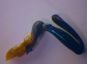  ( - BFB_Col_FK_4701)  @12 [ ] CreativeCommons - Attribution Non-Commercial Share-Alike (2012) SNSB, Zoologische Staatssammlung Muenchen SNSB, Zoologische Staatssammlung Muenchen