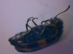 ( - BFB_Col_FK_4706)  @12 [ ] CreativeCommons - Attribution Non-Commercial Share-Alike (2012) SNSB, Zoologische Staatssammlung Muenchen SNSB, Zoologische Staatssammlung Muenchen