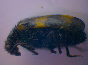 ( - BFB_Col_FK_4707)  @12 [ ] CreativeCommons - Attribution Non-Commercial Share-Alike (2012) SNSB, Zoologische Staatssammlung Muenchen SNSB, Zoologische Staatssammlung Muenchen