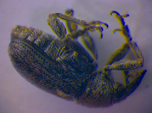  ( - BFB_Col_FK_4865)  @11 [ ] CreativeCommons - Attribution Non-Commercial Share-Alike (2012) SNSB, Zoologische Staatssammlung Muenchen SNSB, Zoologische Staatssammlung Muenchen