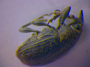  ( - BFB_Col_FK_4866)  @11 [ ] CreativeCommons - Attribution Non-Commercial Share-Alike (2012) SNSB, Zoologische Staatssammlung Muenchen SNSB, Zoologische Staatssammlung Muenchen
