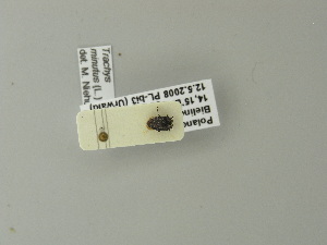  ( - BCZSM_COLA_01104)  @11 [ ] CreativeCommons - Attribution Non-Commercial Share-Alike (2012) SNSB, Zoologische Staatssammlung Muenchen SNSB, Zoologische Staatssammlung Muenchen