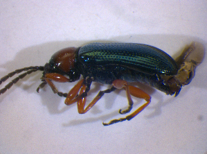 ( - BFB_Col_FK_5003)  @13 [ ] CreativeCommons - Attribution Non-Commercial Share-Alike (2012) SNSB, Zoologische Staatssammlung Muenchen SNSB, Zoologische Staatssammlung Muenchen