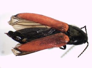  ( - BFB_Col_FK_5333)  @13 [ ] CreativeCommons - Attribution Non-Commercial Share-Alike (2012) SNSB, Zoologische Staatssammlung Muenchen SNSB, Zoologische Staatssammlung Muenchen