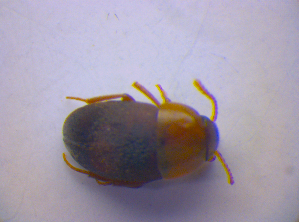  ( - BFB_Col_FK_4217)  @12 [ ] CreativeCommons - Attribution Non-Commercial Share-Alike (2010) SNSB, Zoologische Staatssammlung Muenchen SNSB, Zoologische Staatssammlung Muenchen