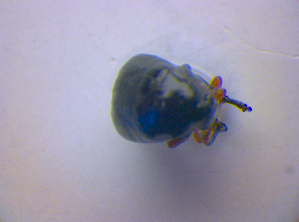  ( - BFB_Col_FK_4230)  @11 [ ] CreativeCommons - Attribution Non-Commercial Share-Alike (2010) SNSB, Zoologische Staatssammlung Muenchen SNSB, Zoologische Staatssammlung Muenchen