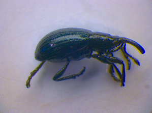  ( - BFB_Col_FK_4240)  @12 [ ] CreativeCommons - Attribution Non-Commercial Share-Alike (2010) SNSB, Zoologische Staatssammlung Muenchen SNSB, Zoologische Staatssammlung Muenchen