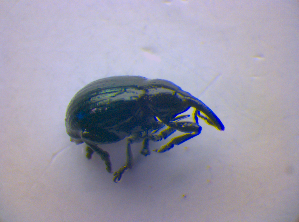  ( - BFB_Col_FK_4241)  @13 [ ] CreativeCommons - Attribution Non-Commercial Share-Alike (2010) SNSB, Zoologische Staatssammlung Muenchen SNSB, Zoologische Staatssammlung Muenchen