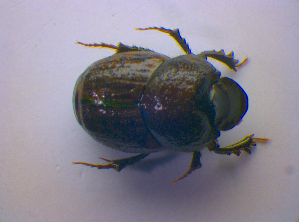  ( - BFB_Col_FK_4252)  @12 [ ] CreativeCommons - Attribution Non-Commercial Share-Alike (2010) SNSB, Zoologische Staatssammlung Muenchen SNSB, Zoologische Staatssammlung Muenchen