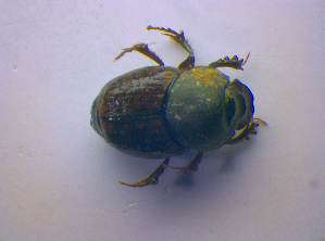  ( - BFB_Col_FK_4253)  @12 [ ] CreativeCommons - Attribution Non-Commercial Share-Alike (2010) SNSB, Zoologische Staatssammlung Muenchen SNSB, Zoologische Staatssammlung Muenchen