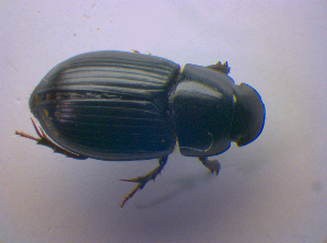  ( - BFB_Col_FK_4266)  @11 [ ] CreativeCommons - Attribution Non-Commercial Share-Alike (2010) SNSB, Zoologische Staatssammlung Muenchen SNSB, Zoologische Staatssammlung Muenchen