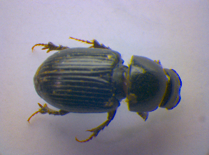  ( - BFB_Col_FK_4274)  @13 [ ] CreativeCommons - Attribution Non-Commercial Share-Alike (2010) SNSB, Zoologische Staatssammlung Muenchen SNSB, Zoologische Staatssammlung Muenchen