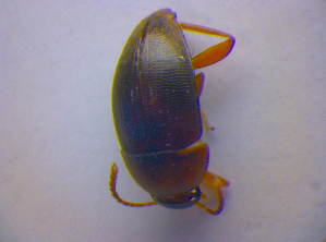  (Dreposcia umbrina - BFB_Col_FK_4117)  @11 [ ] CreativeCommons - Attribution Non-Commercial Share-Alike (2012) SNSB, Zoologische Staatssammlung Muenchen SNSB, Zoologische Staatssammlung Muenchen