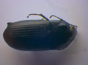  ( - BFB_Col_FK_4137)  @11 [ ] CreativeCommons - Attribution Non-Commercial Share-Alike (2012) SNSB, Zoologische Staatssammlung Muenchen SNSB, Zoologische Staatssammlung Muenchen