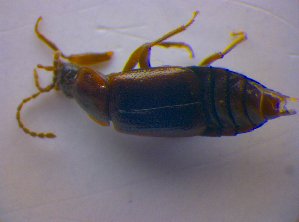  ( - BFB_Col_FK_4146)  @12 [ ] CreativeCommons - Attribution Non-Commercial Share-Alike (2012) SNSB, Zoologische Staatssammlung Muenchen SNSB, Zoologische Staatssammlung Muenchen