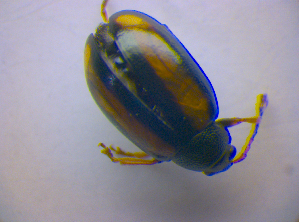  ( - BFB_Col_FK_4477)  @12 [ ] CreativeCommons - Attribution Non-Commercial Share-Alike (2012) SNSB, Zoologische Staatssammlung Muenchen SNSB, Zoologische Staatssammlung Muenchen