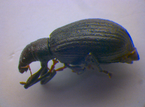  ( - BFB_Col_FK_4543)  @12 [ ] CreativeCommons - Attribution Non-Commercial Share-Alike (2012) SNSB, Zoologische Staatssammlung Muenchen SNSB, Zoologische Staatssammlung Muenchen