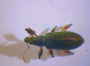  ( - BFB_Col_FK_4815)  @12 [ ] CreativeCommons - Attribution Non-Commercial Share-Alike (2010) SNSB, Zoologische Staatssammlung Muenchen SNSB, Zoologische Staatssammlung Muenchen